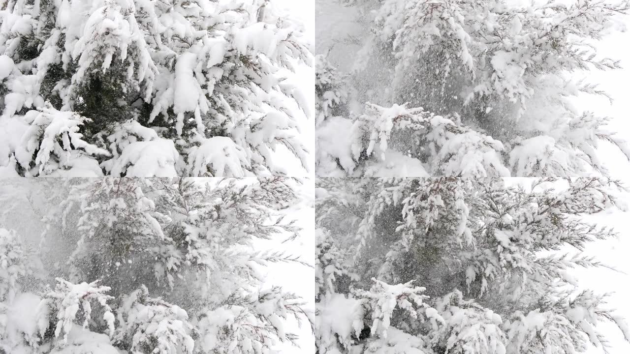 从松树上落下的慢动作雪