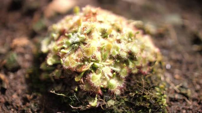 食肉植物，4K植物特写野外植物