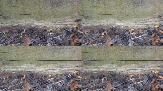 木虱在英国花园里爬行的时光倒流