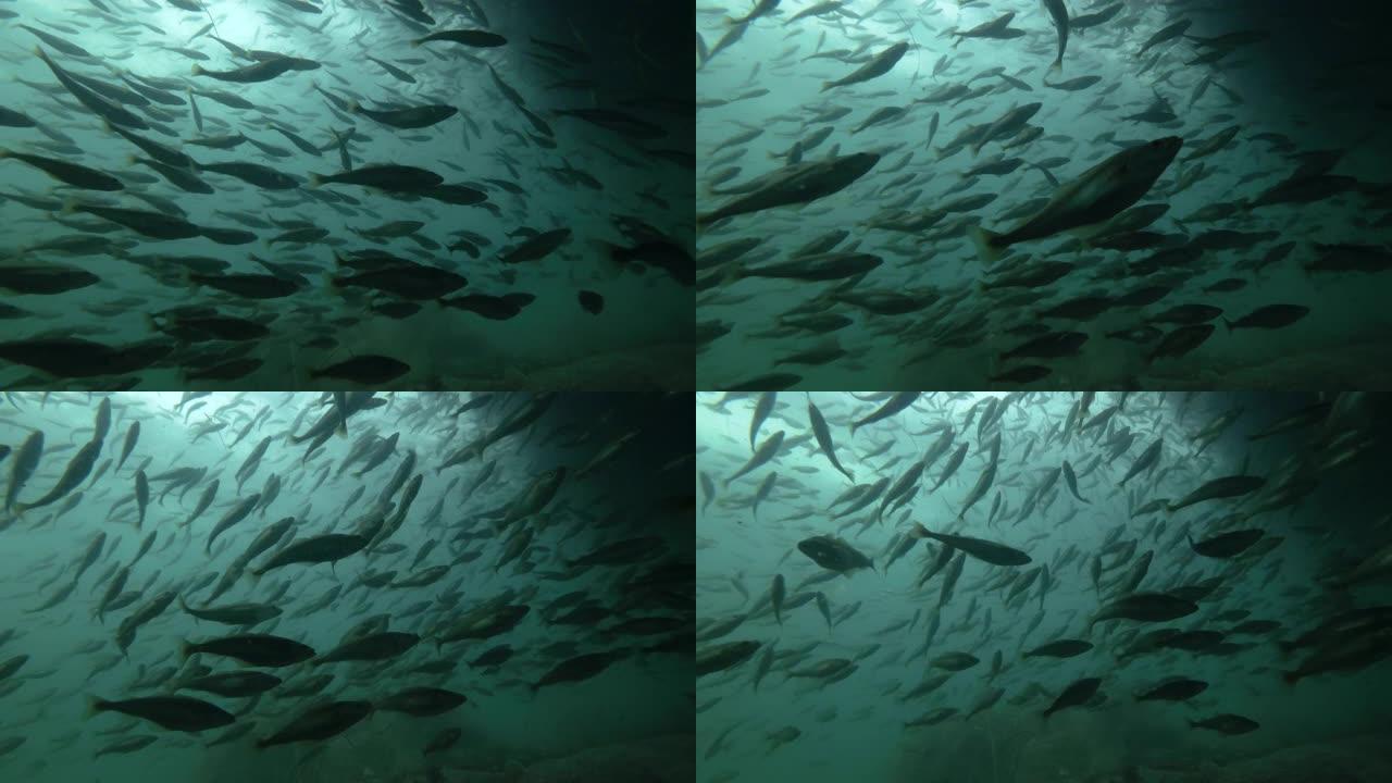 大型黑鳕鱼或小型鳕鱼 (Notothenia microlepidota) 在岸边的浅水水下游泳