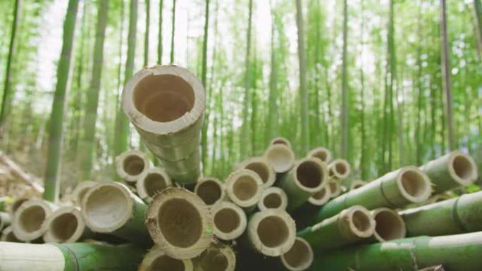 准备好加工成可持续绿色产品的有机竹竿的特写镜头。背景竹林。耀斑。