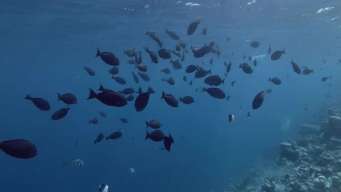 独角兽鱼在蓝色的水中游泳。圆滑的独角鱼，Naso hexacanthus，印度洋，马尔代夫