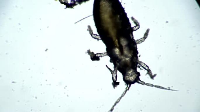 小甲虫是一种寄生在显微镜下的室内植物