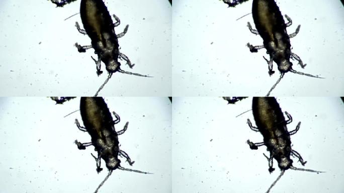 小甲虫是一种寄生在显微镜下的室内植物