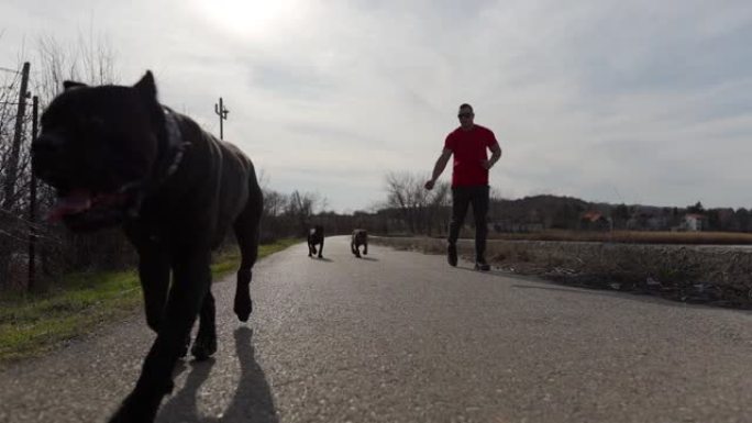 早上狗服从训练比特犬猛犬猎犬主人