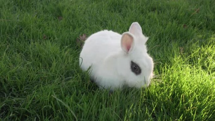 黑眼睛的小白兔在草坪上吃新鲜的草