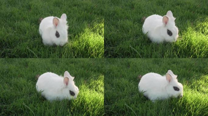 黑眼睛的小白兔在草坪上吃新鲜的草