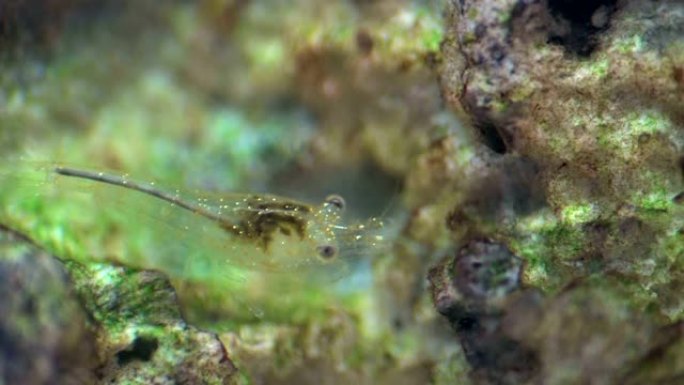 苔藓、新果、头和触须中的小虾