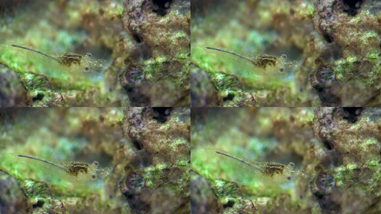 苔藓、新果、头和触须中的小虾
