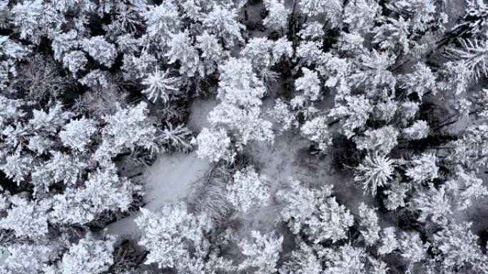 冬季云杉和松树茂密的森林从上面看无人机。多云天气下美丽的冬季景观。被雪覆盖的树枝。木材工业的良好原材