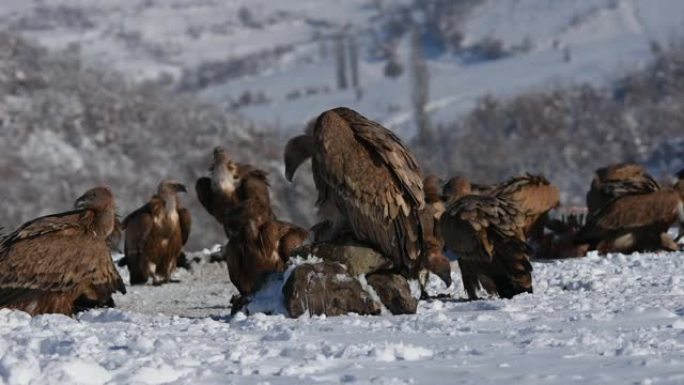 狮鹫 (Gyps fulvus) 吃，在冬天。野生动物，在山里观鸟。