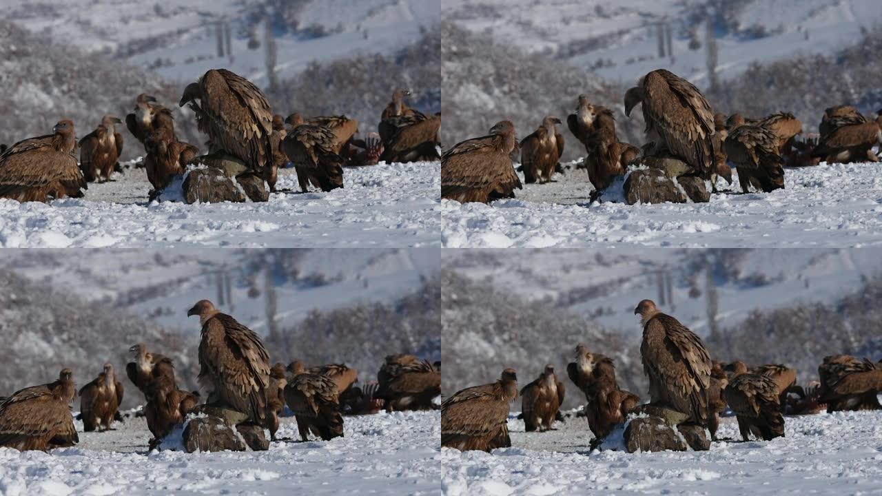狮鹫 (Gyps fulvus) 吃，在冬天。野生动物，在山里观鸟。