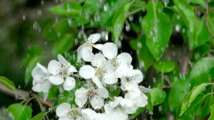 雨中有花的樱桃枝。特写。慢动作。水滴落在绿叶和白花上。特写。樱桃花春天盛开。