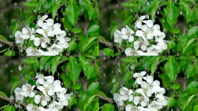 雨中有花的樱桃枝。特写。慢动作。水滴落在绿叶和白花上。特写。樱桃花春天盛开。