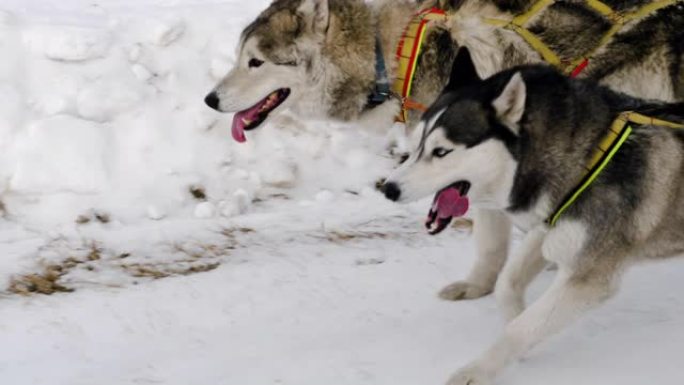 两只哈士奇的狗带着雪橇奔跑