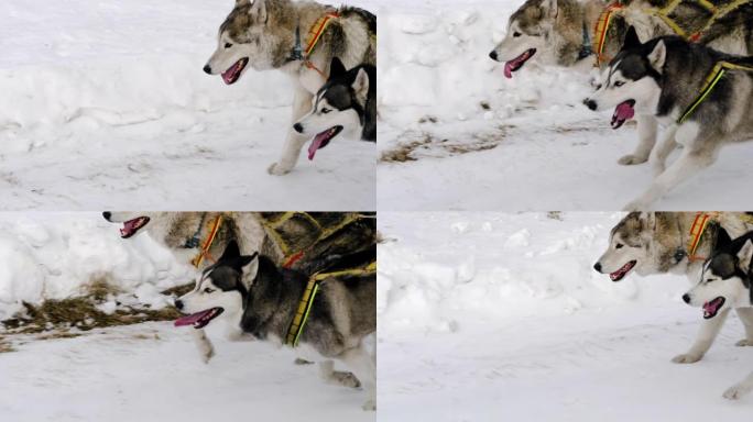 两只哈士奇的狗带着雪橇奔跑
