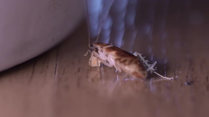 棕色蟑螂吃小块食物。从宏观镜头后面看。4K.中心焦点，白色垃圾桶，室内客厅，木质层压地板，遮阳，夜间