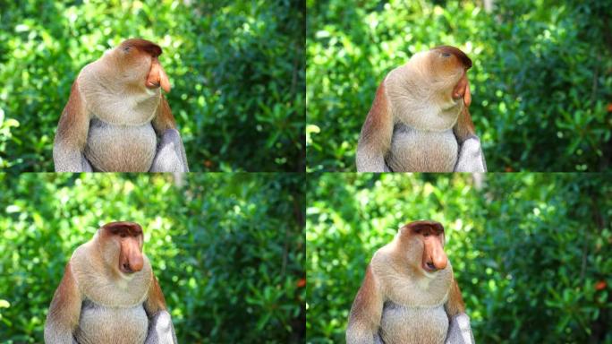野生长鼻猴或NasAlibaba幼虫，在马来西亚婆罗洲的雨林中。