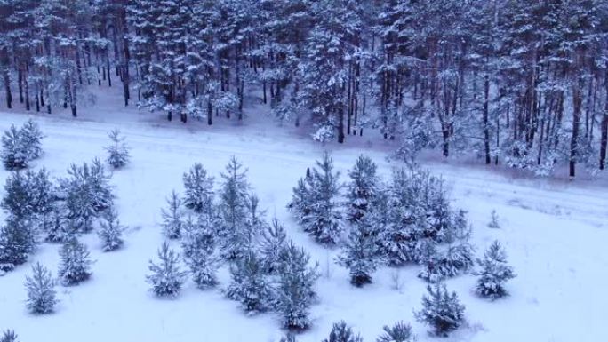 人沿着一条森林路，冬天的森林走。松树和云杉树屹立在雪地里，美丽的冬季景观。摄像机的俯视图。直升机的鸟