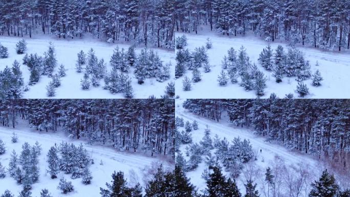 人沿着一条森林路，冬天的森林走。松树和云杉树屹立在雪地里，美丽的冬季景观。摄像机的俯视图。直升机的鸟