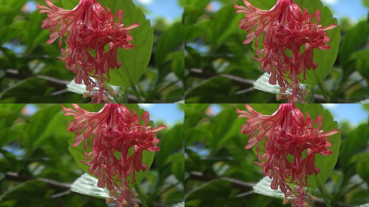 流苏迷迭香或蜘蛛芙蓉。芙蓉的一朵花，原产于肯尼亚、坦桑尼亚和莫桑比克的热带东部非洲。