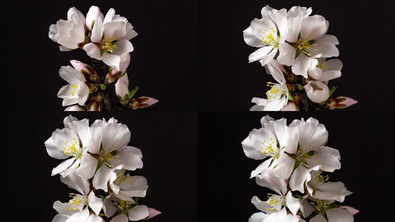 杏仁花盛开在黑色背景下的4k视频中。春天梅花的视频。