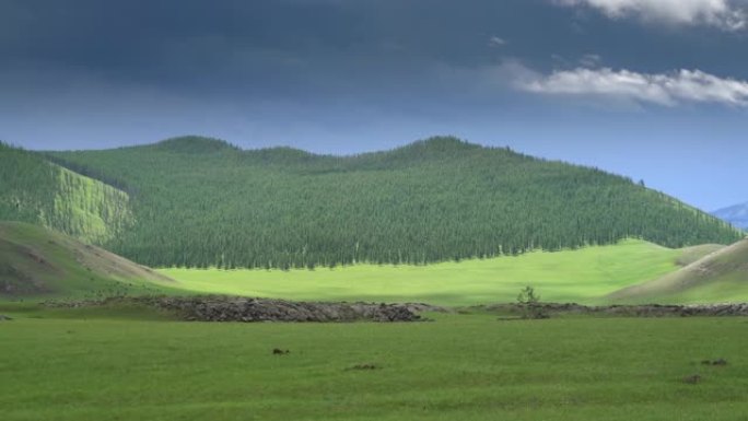 西伯利亚的针叶林
