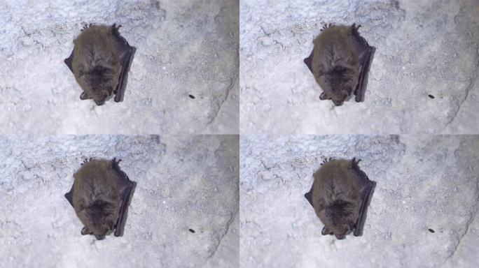 冬眠后出现了特写夜晚的蝙蝠Myotis夜晚缓慢晃动。