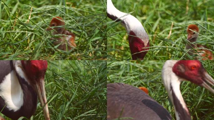 白枕鹤小鸡 (安提戈涅维皮奥)-兴安自然保护区