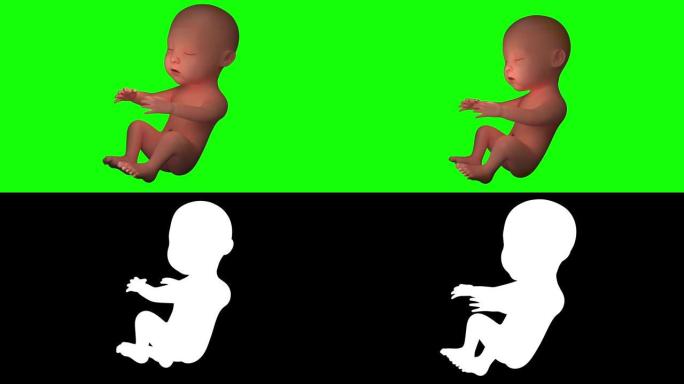 母亲子宫内婴儿的高清视频动画。1920 × 1080p分辨率。8秒持续时间。阿尔法通道包括