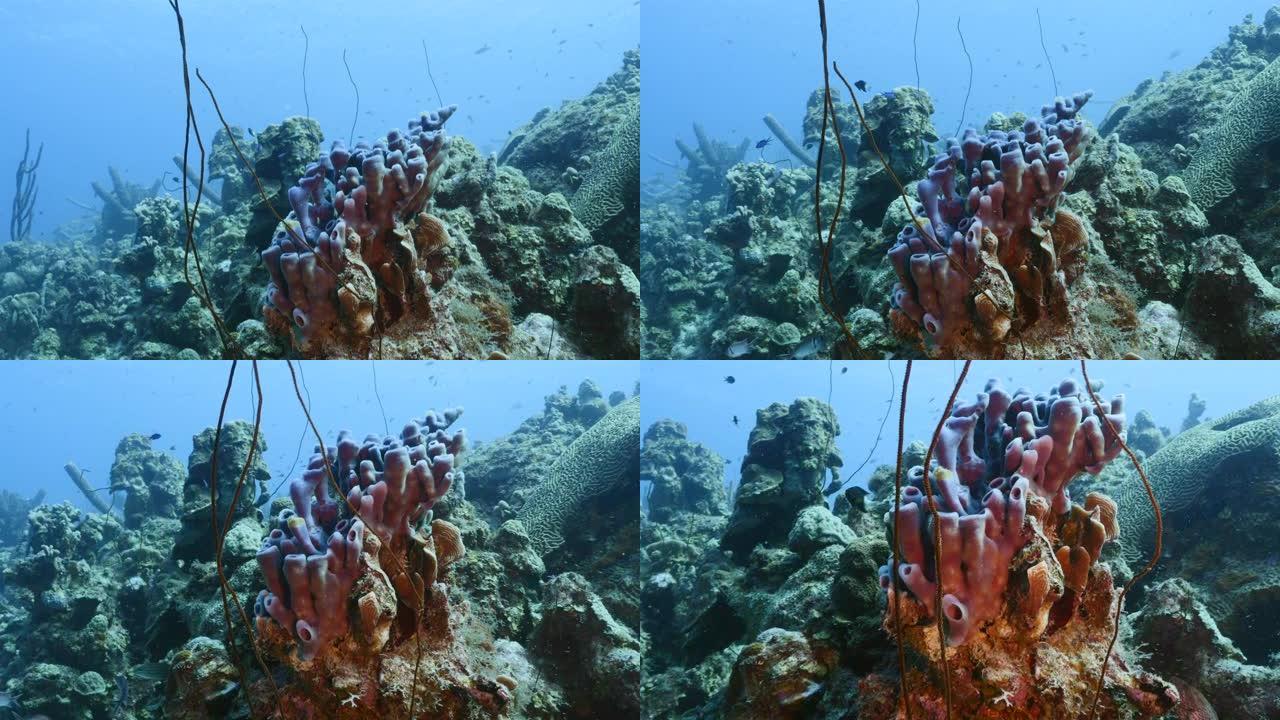库拉索岛周围加勒比海珊瑚礁的海景，有鱼，珊瑚和海绵