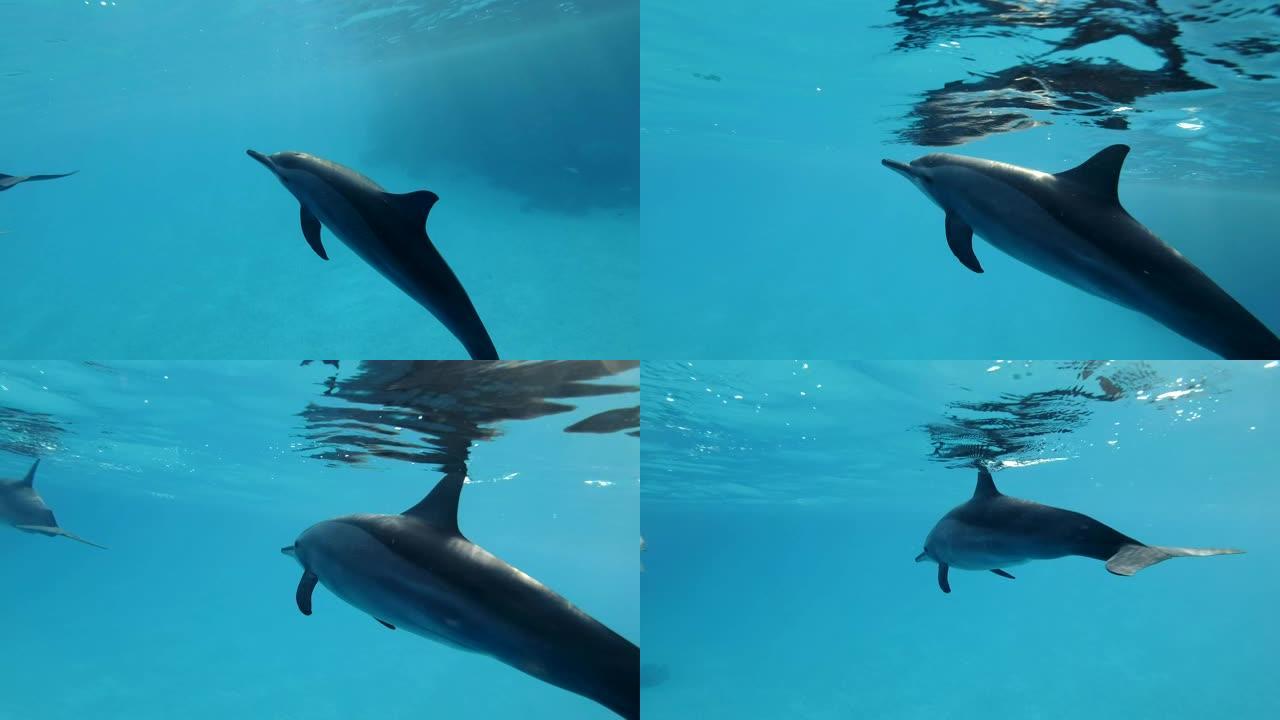 海豚在蓝色水面下慢慢游泳。慢动作，俯视图，水下拍摄。非洲埃及马萨阿拉姆的红海旋转海豚 (Stenel