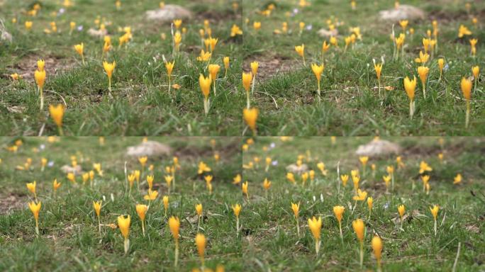 苔原地板表面小草小花花朵黄花