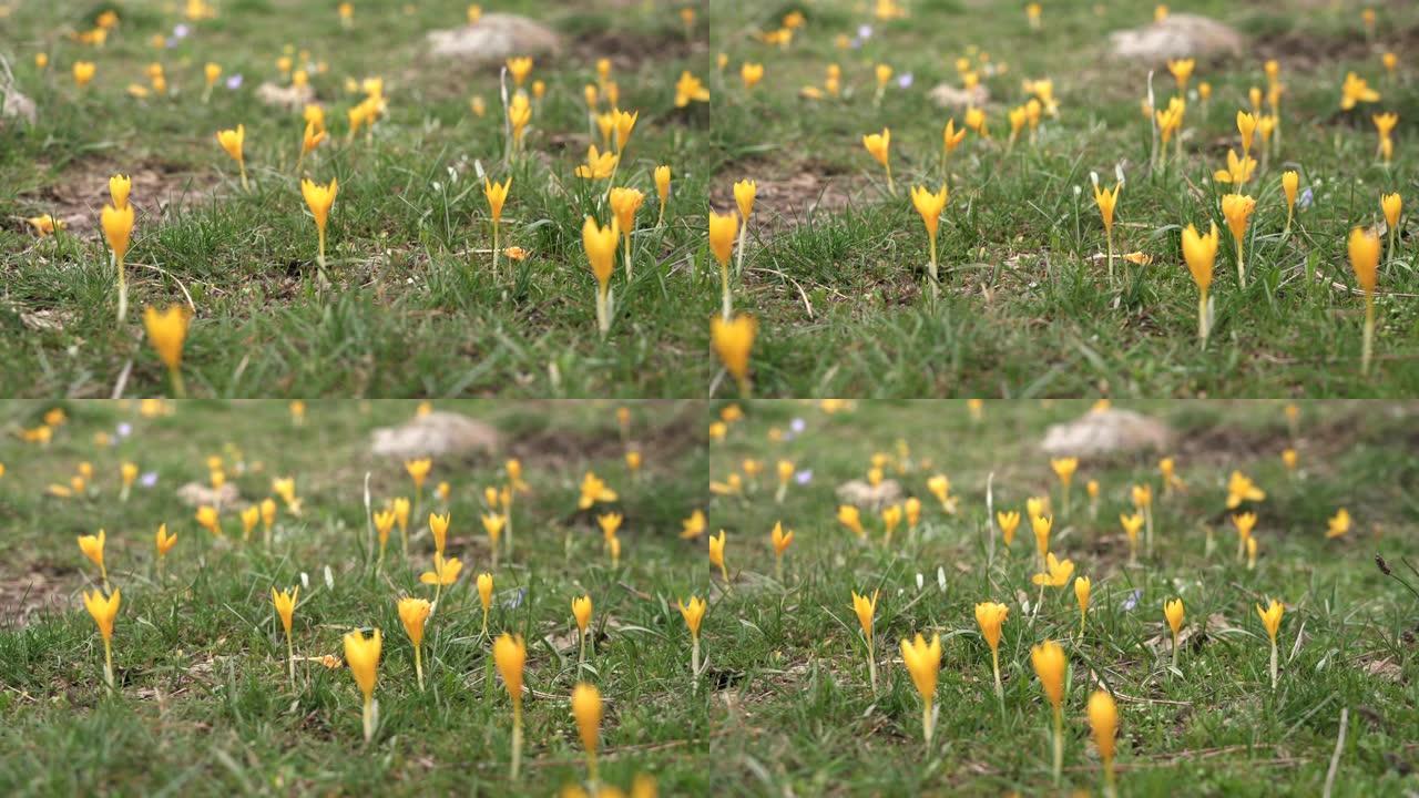 苔原地板表面小草小花花朵黄花