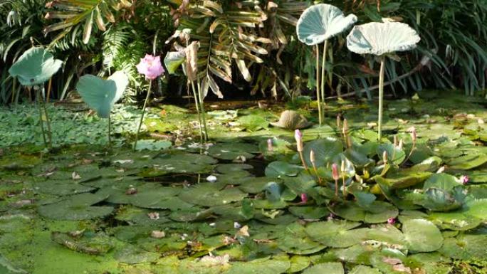 在平静的池塘里漂浮着绿色的睡莲。树叶漂浮在平静的水中。在阳光明媚的日子里，象征着佛教。天空和手掌倒影