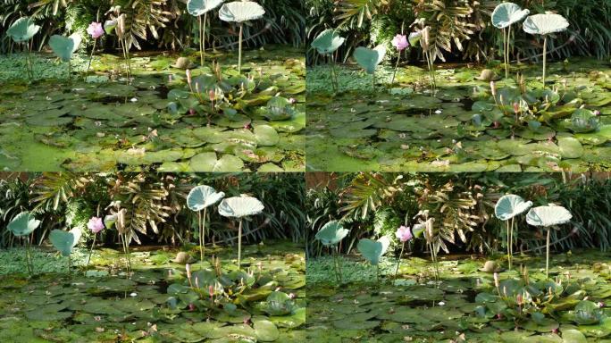 在平静的池塘里漂浮着绿色的睡莲。树叶漂浮在平静的水中。在阳光明媚的日子里，象征着佛教。天空和手掌倒影