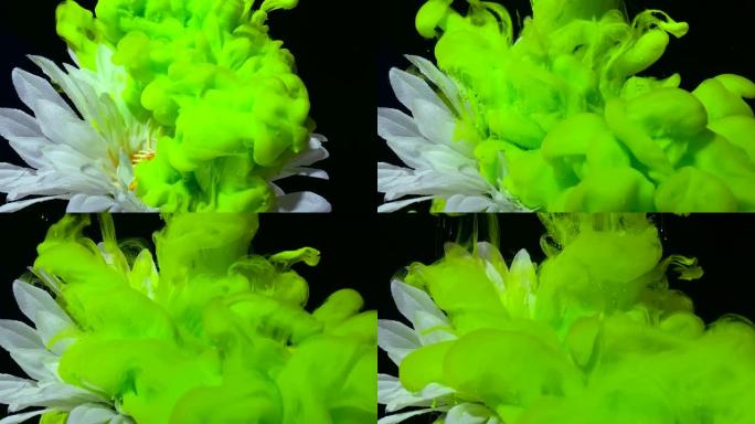 一个惊人的背景上的白色非洲菊花的慢动作视频。