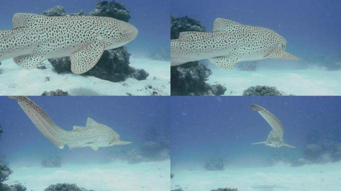 斑马鲨在大堡礁游走。红色相机，慢动作。潜水员的观点。