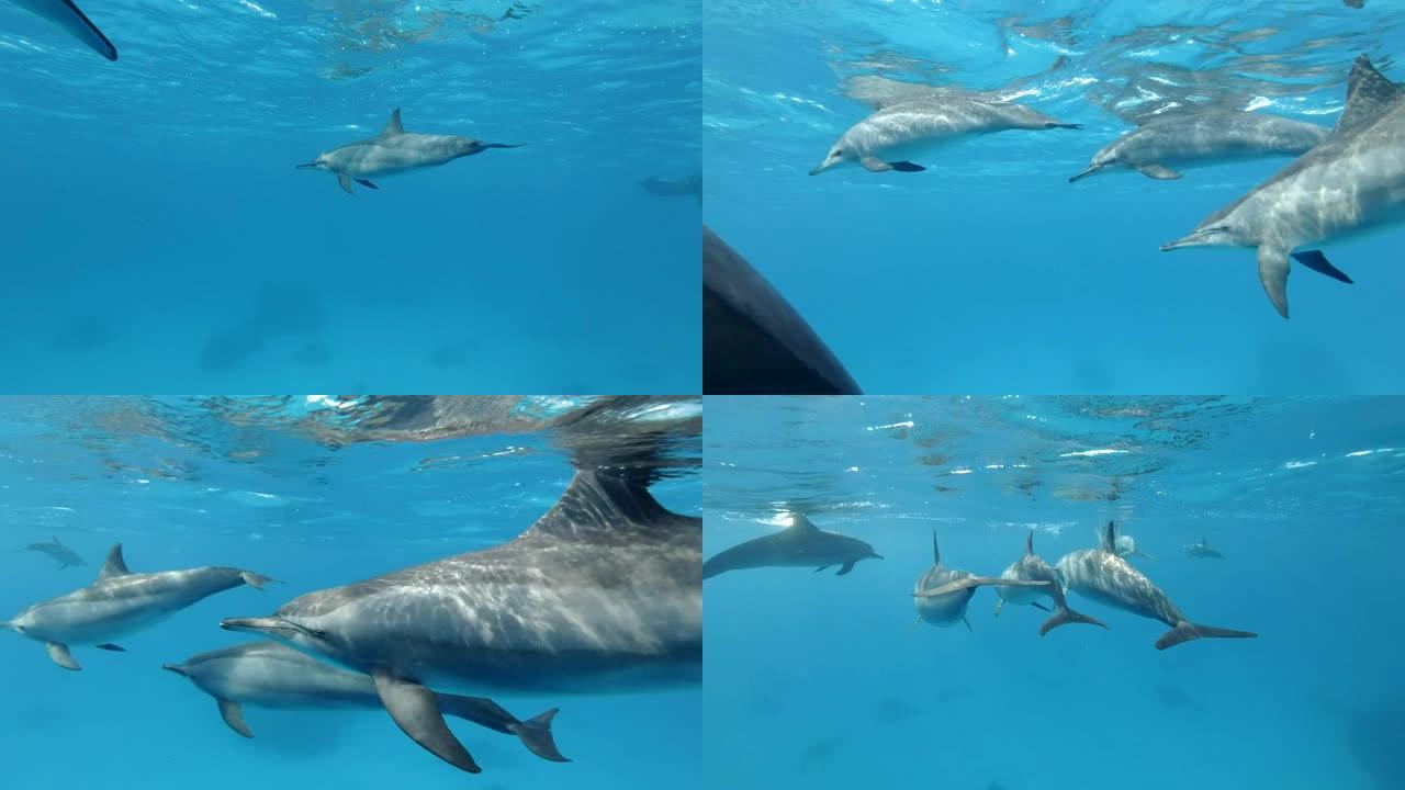 一群海豚在蓝色水中非常接近地在水面下游成一圈。旋转海豚 (Stenella longirostris