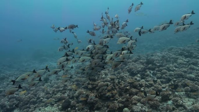 法属波利尼西亚大溪地附近的热带鱼群。海洋生物，鱼类在海洋珊瑚礁附近游泳。在清澈的水中潜水-4K