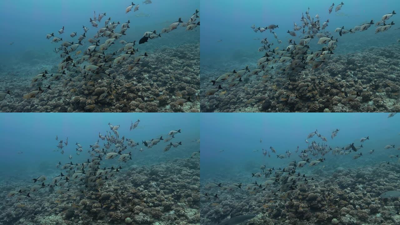 法属波利尼西亚大溪地附近的热带鱼群。海洋生物，鱼类在海洋珊瑚礁附近游泳。在清澈的水中潜水-4K