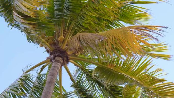 刮风的椰子棕榈树