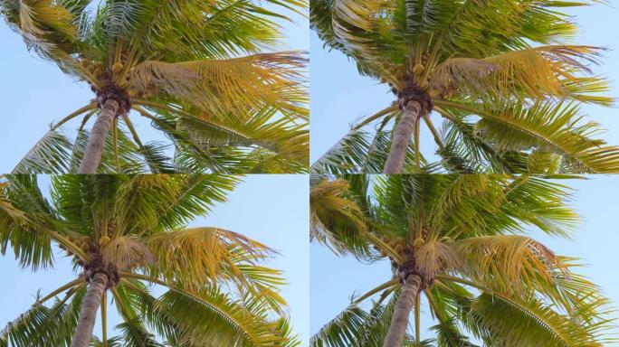 刮风的椰子棕榈树