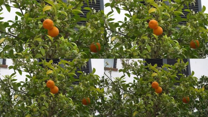 树上生长的新鲜、多汁、健康的橘子。