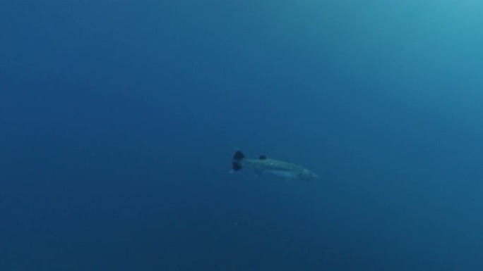在马尔代夫海底巡游的巨型梭子鱼
