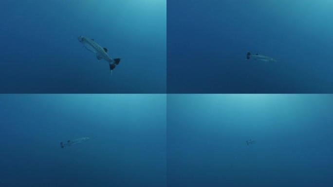 在马尔代夫海底巡游的巨型梭子鱼