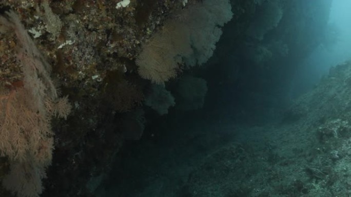 雀鲷学校，海扇珊瑚殖民地，海底礁