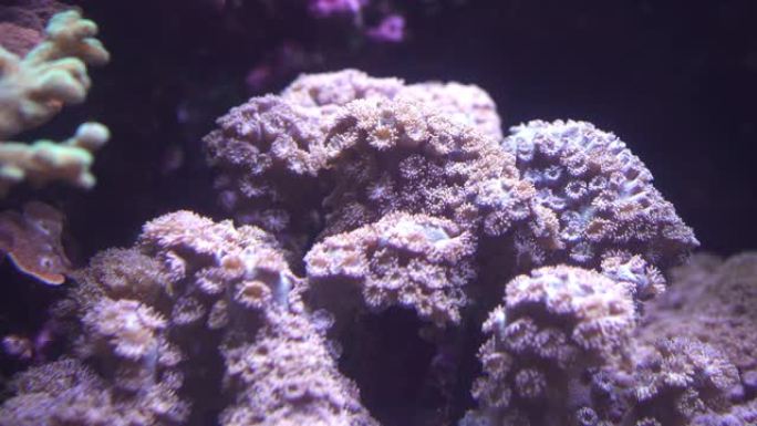 粉色锉刀珊瑚