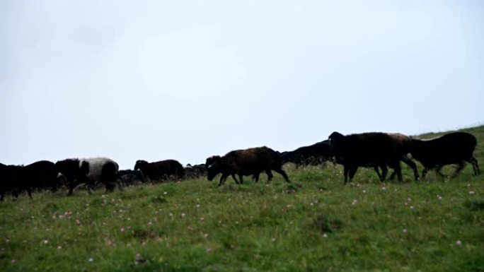 在阴天，一大群黑羊在山间牧场下坡，云量低，背景灰暗。种养羊的概念