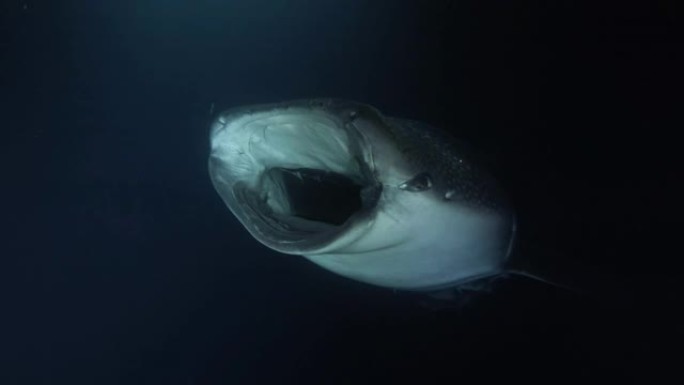 鲸鲨 (Rhincodon typus) 在夜间张开嘴喂养磷虾，印度洋，马尔代夫，亚洲